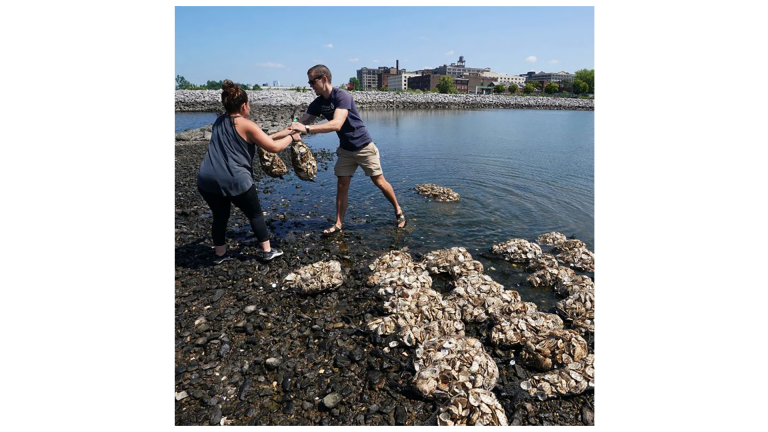 Workers with the Billion Oyster Project prepare to place oysters in the waters near Brooklyn's Bush Terminal Park August 23, 2018 in New York. Workers with the Billion Oyster Project prepare to place oysters in the waters near Brooklyn's Bush Terminal Park August 23, 2018 in New York.